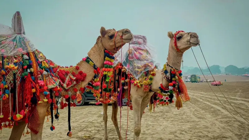 Camellos decorados con pompones y telas de colores en la Feria de Camellos de Pushkar, Rajastán