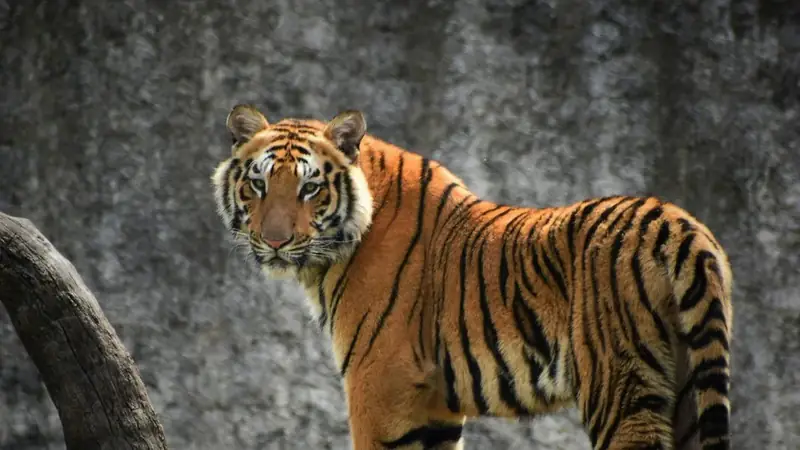 Tigre de Bengala fotografiado en un safari en la India