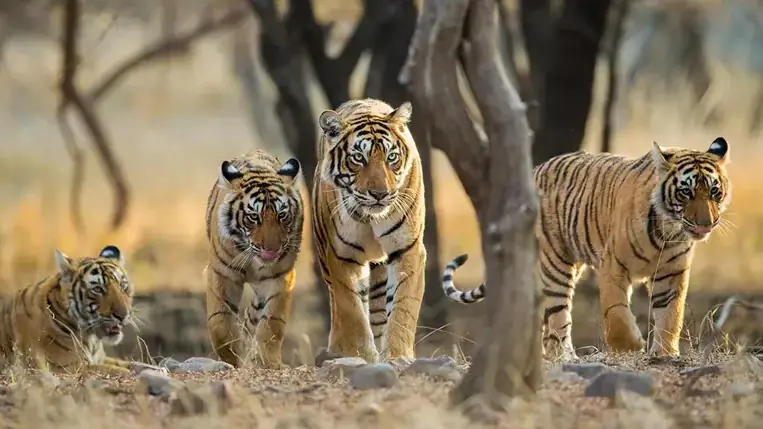 Tigre de Bengala caminando entre la selva seca del Parque Nacional de Ranthambore, en Rajastán, India
