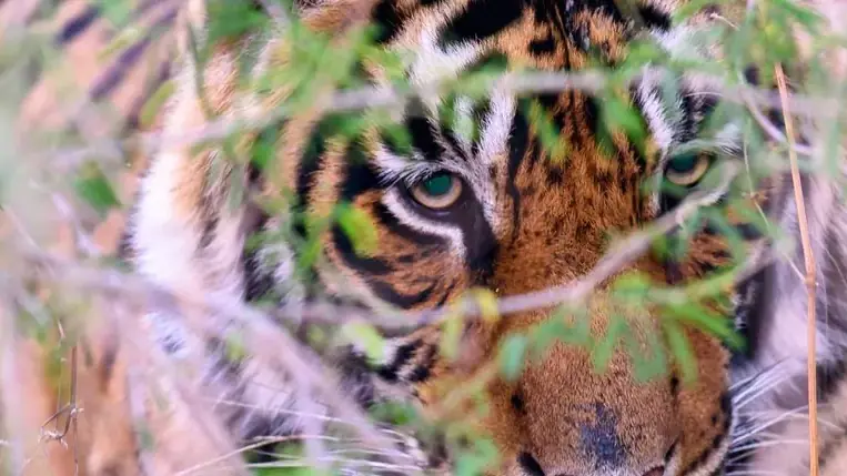 Un tigre de Bengala observa entre la maleza en un parque nacional de la India