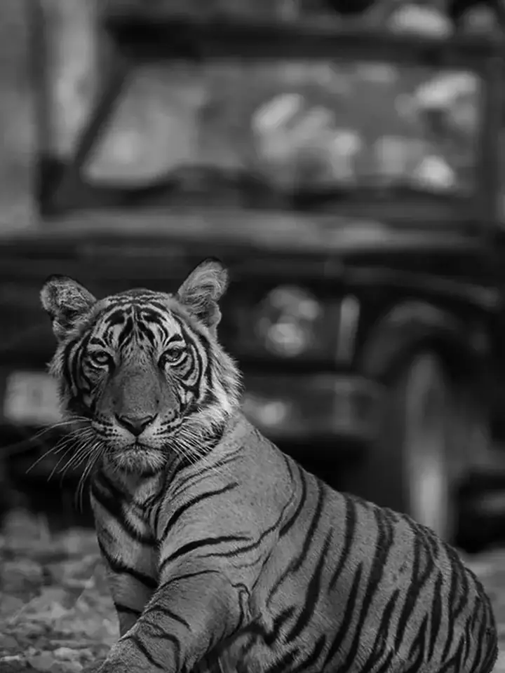 Ranthambore