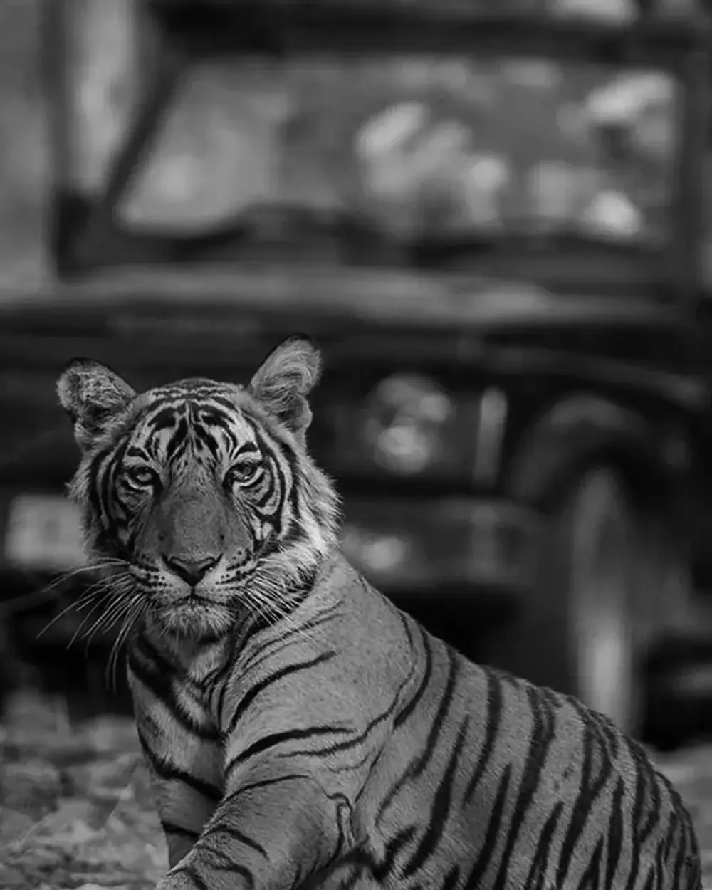 Ranthambore