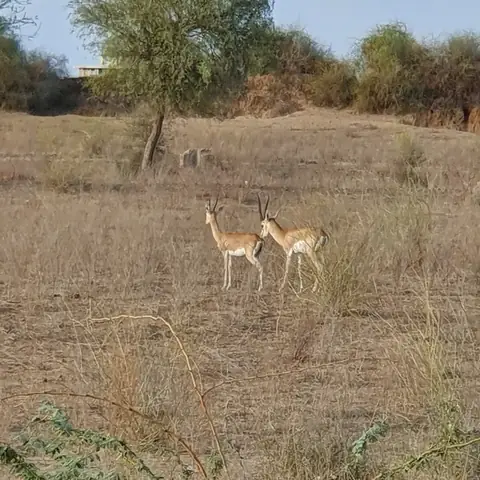 Dos antílopes pastando en un paisaje seco cerca de Jodhpur, Rajastán