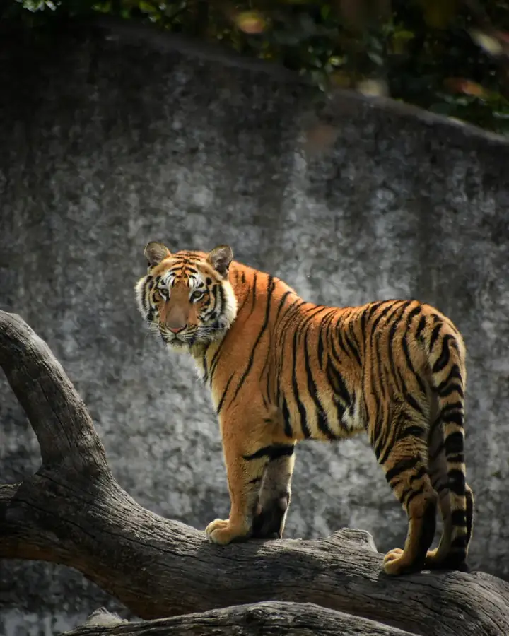 Tigre de Bengala en un safari de vida silvestre en la India